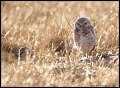 _2SB6710 burrowing owls
